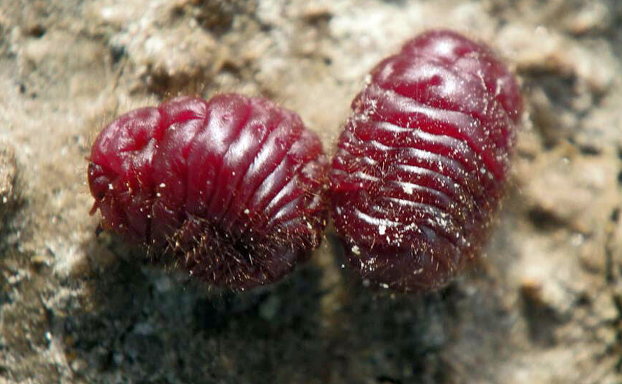 E120 gerçeği: Gıdalarda böcek kaynaklı boya